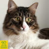 Zorro Ataxie Maine Coon MIx Kater