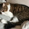 Zorro Ataxie Maine Coon MIx Kater