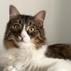 Zorro Ataxie Maine Coon MIx Kater