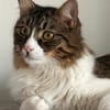 Zorro Ataxie Maine Coon MIx Kater