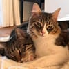 Zorro Ataxie Maine Coon MIx Kater