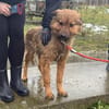 Thor, sucht bald ein Zuhause