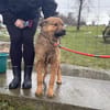 Thor, sucht bald ein Zuhause