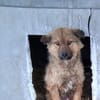 Thor, sucht bald ein Zuhause