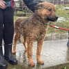 Thor, sucht bald ein Zuhause