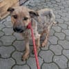 Thor, sucht bald ein Zuhause