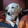 Blondes kleines Mädchen sucht ihre Herzensmenschen