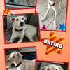 Herzenshund Hatiko auf PS in 91217