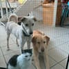 Herzenshund Hatiko auf PS in 91217