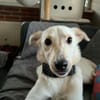 Herzenshund Hatiko auf PS in 91217
