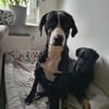 MONTY-LIEBENSWERTER JUNGSPUND