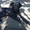 🐾 Paloma❤ sucht ihr Für-immer-Zuhause 🐾