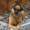 Jaylah sucht ein neues Zuhause🍀💕🐾