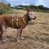 Freundlicher, braver Zeta1 sucht seine Familie