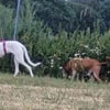 Freundlicher, braver Zeta1 sucht seine Familie