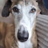 Jupiter - Traumgalgo sucht Traumzuhause