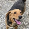 Petty ein Herzenshund