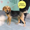 Petty ein Herzenshund
