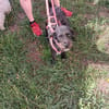 Löckchen-Stella 💛💛💛 liebes Zuhause gesucht
