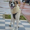 SKAR
