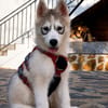 HURLEY