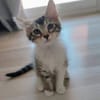 PACO