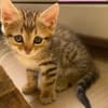 COCOLA À ADOPTER AVEC SON FRÈRE TIPPYTO OU SEULE SI DÉJÀ UN CHAT PRÉSENT CHEZ VOUS