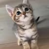 COCOLA À ADOPTER AVEC SON FRÈRE TIPPYTO OU SEULE SI DÉJÀ UN CHAT PRÉSENT CHEZ VOUS