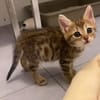 COCOLA À ADOPTER AVEC SON FRÈRE TIPPYTO OU SEULE SI DÉJÀ UN CHAT PRÉSENT CHEZ VOUS