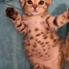COCOLA À ADOPTER AVEC SON FRÈRE TIPPYTO OU SEULE SI DÉJÀ UN CHAT PRÉSENT CHEZ VOUS
