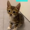 TIPPYTO A ADOPTER AVEC SA SOEUR COCOLA OU SEUL SI DÉJÀ UN CHAT PRÉSENT CHEZ VOUS