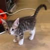TIPPYTO A ADOPTER AVEC SA SOEUR COCOLA OU SEUL SI DÉJÀ UN CHAT PRÉSENT CHEZ VOUS