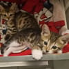 TIPPYTO A ADOPTER AVEC SA SOEUR COCOLA OU SEUL SI DÉJÀ UN CHAT PRÉSENT CHEZ VOUS