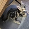 CALIBAN À ADOPTER EN DUO OU SEUL SI DÉJÀ UN CHAT PRÉSENT CHEZ VOUS