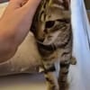 CALIBAN À ADOPTER EN DUO OU SEUL SI DÉJÀ UN CHAT PRÉSENT CHEZ VOUS