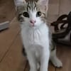 AZRIEL A ADOPTER EN DUO OU SEUL SI DÉJÀ UN CHAT PRÉSENT CHEZ VOUS