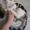 AZRIEL A ADOPTER EN DUO OU SEUL SI DÉJÀ UN CHAT PRÉSENT CHEZ VOUS