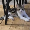 AZRIEL A ADOPTER EN DUO OU SEUL SI DÉJÀ UN CHAT PRÉSENT CHEZ VOUS