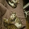 AZRIEL A ADOPTER EN DUO OU SEUL SI DÉJÀ UN CHAT PRÉSENT CHEZ VOUS