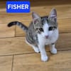 FISHER A ADOPTER EN DUO OU SEUL SI DÉJÀ UN CHAT PRÉSENT CHEZ VOUS