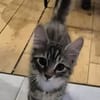 JACE A ADOPTER EN DUO OU SEUL SI DÉJÀ UN CHAT PRÉSENT CHEZ VOUS