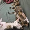 JACE A ADOPTER EN DUO OU SEUL SI DÉJÀ UN CHAT PRÉSENT CHEZ VOUS