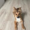 Tomby-liebevoll und verspielt