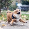 Tomby-liebevoll und verspielt