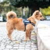 Tomby-liebevoll und verspielt