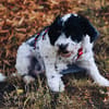 Keno ist ein Traumhund durch und durch!