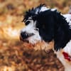 Keno ist ein Traumhund durch und durch!