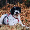 Keno ist ein Traumhund durch und durch!