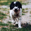 Keno ist ein Traumhund durch und durch!