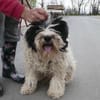 Keno ist ein Traumhund durch und durch!